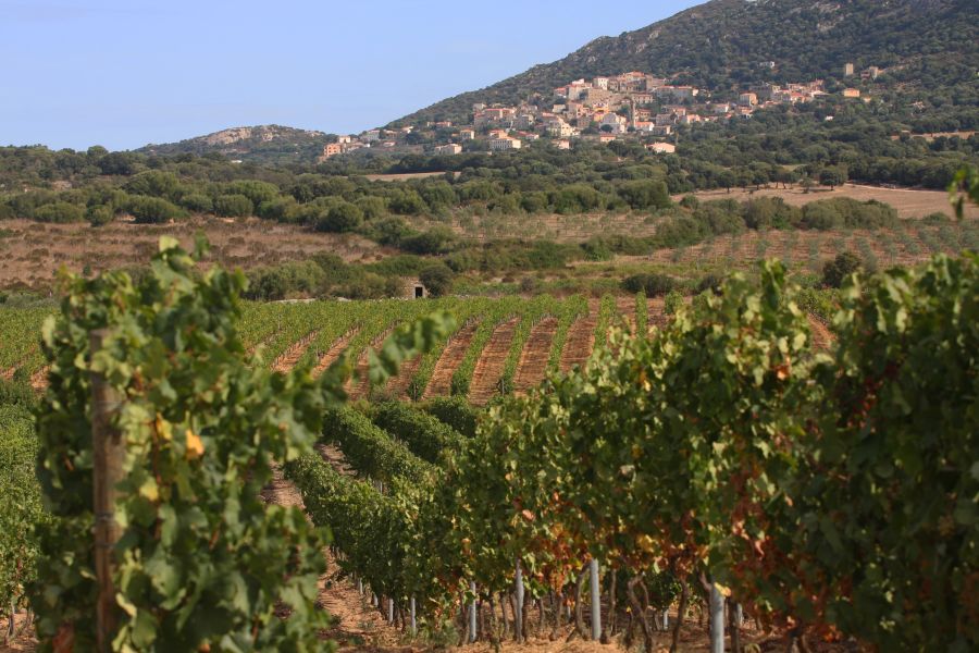 The wines of Balagne