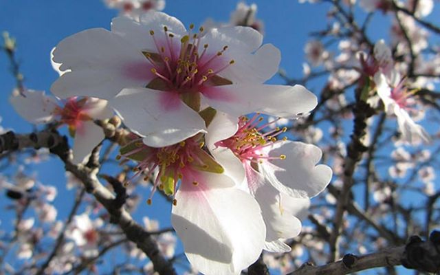 Les amandiers en fleurs à Calvi