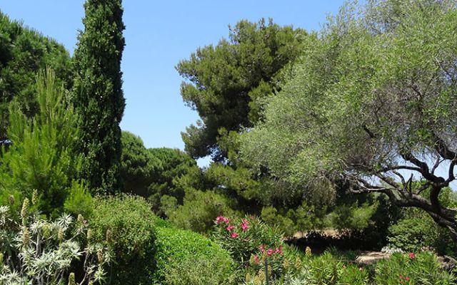 Frühling in der Balagne